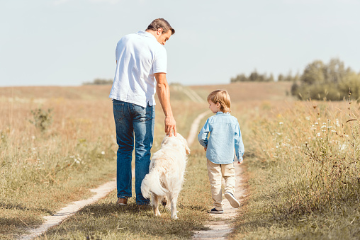 rear view of father and son walking with golden retriever in field