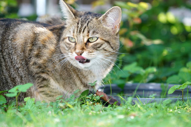 istock Gray and white striped cat 1049237962