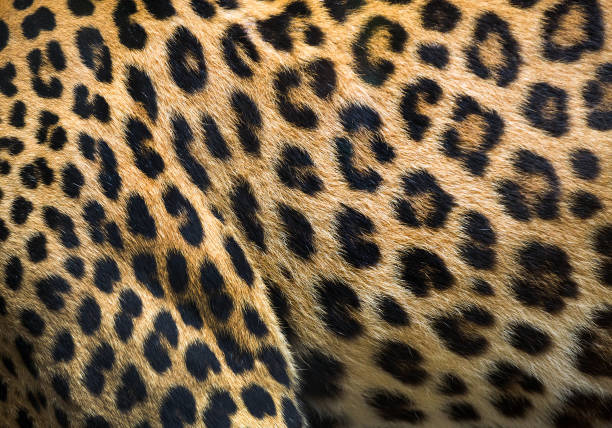 Patterns and textures of leopard. stock photo