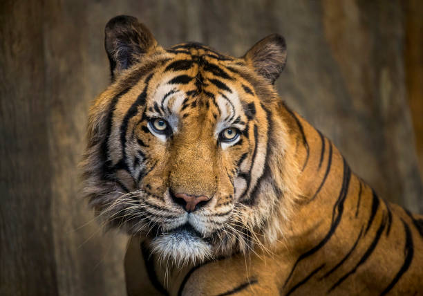 istock Colorful patterns and faces of Asian tigers. 1049238244