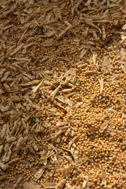 istock Organic Agriculture Mustard Seeds 1049238408