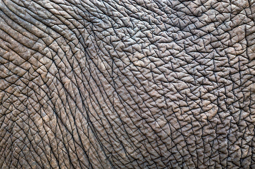 Textures and patterns of Asian elephants for background.
