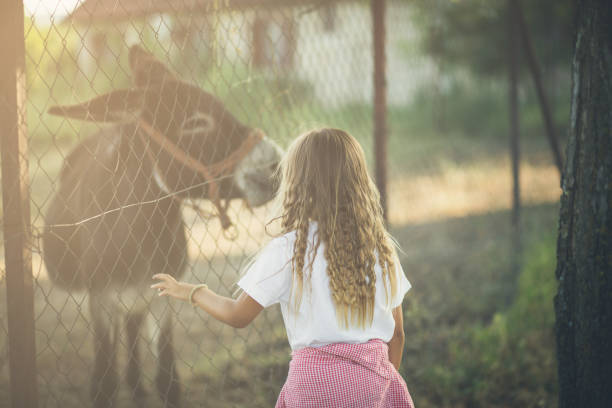 istock My little donkey friend 1049240648