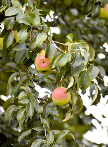 istock organic pear fruits on the tree in october 1049241806