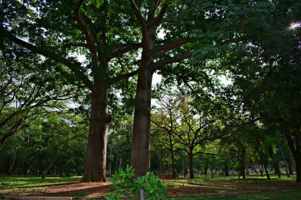 деревья - lalbagh стоковые фото и изображения