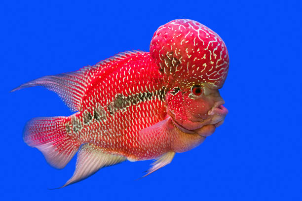 istock Beautiful Cichlids on a blue background. 1049244846