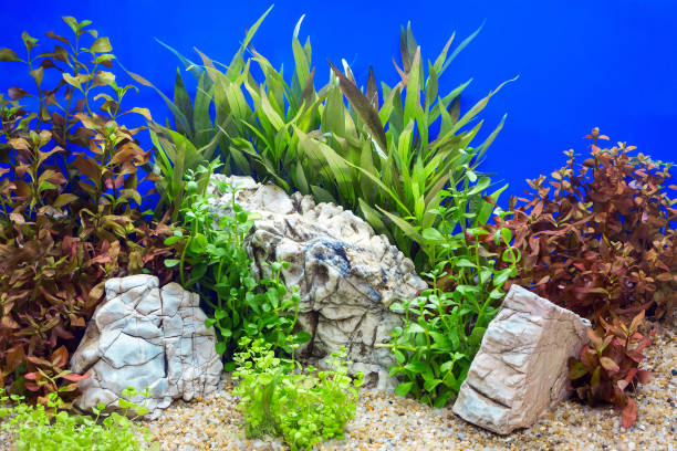istock Underwater Decoration in Glass Cabinets. 1049244888