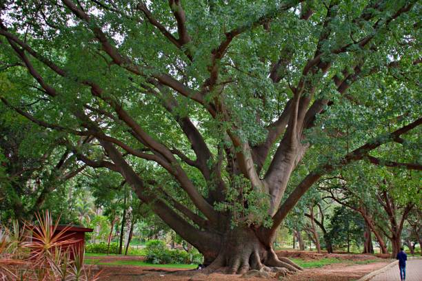 деревья - lalbagh стоковые фото и изображения