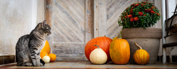 istock Halloween decorated front door with various size and shape pumpkins. Cat on Front Porch decorated for the Halloween, Thanksgiving, Autumn season banner. 1049248760