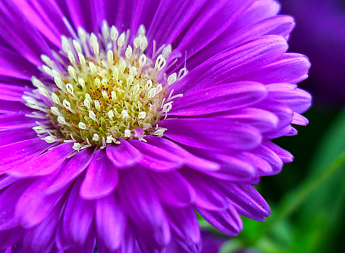 Detail of a colorful Astro (Aster) bloomed in early autumn