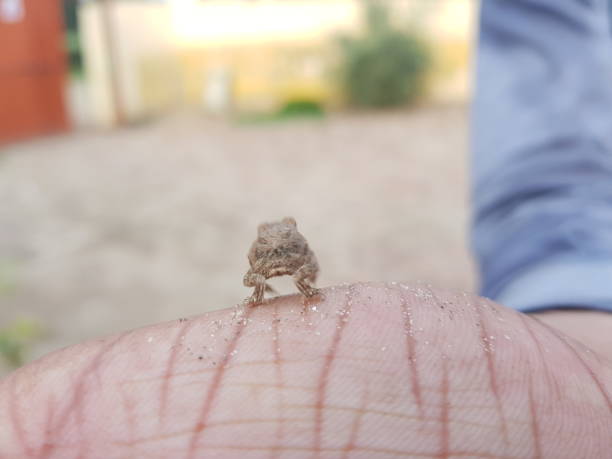 istock Baby frog jumping off the hand 1049255042