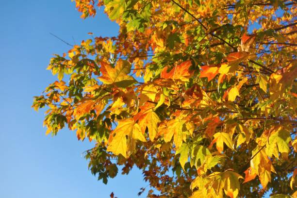 istock Colours of Autumn. 1049255510