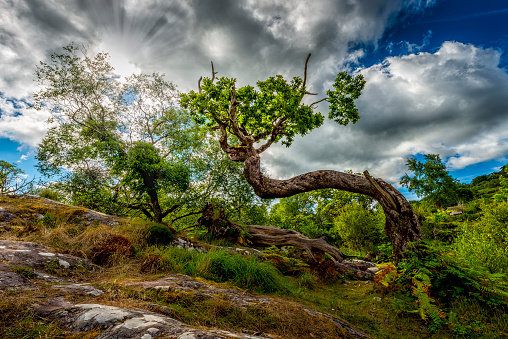 twisted tree in wild irish landscape