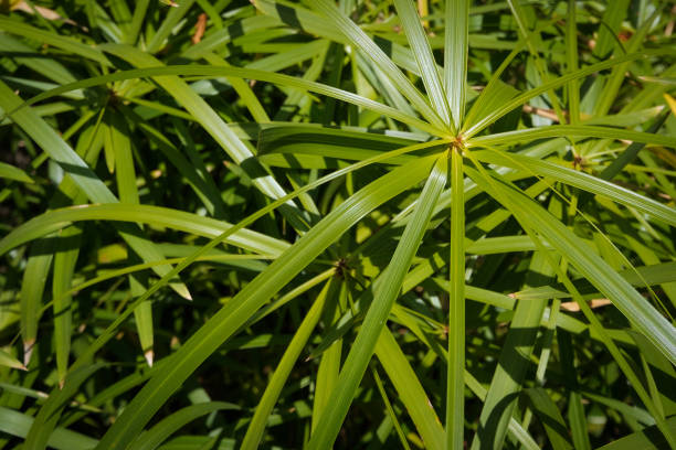 istock umbrella papyrus ( Cyperus alternifolius) plant leaves closeup  - 1049262552