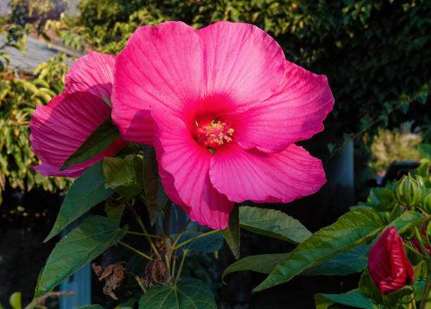 istock beautiful Swamp Rose Mallow flower 1049262732