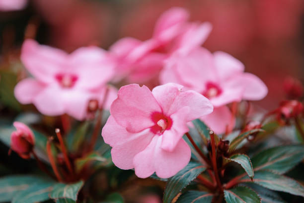 istock Pink New Guinea Impatiens 1049262774