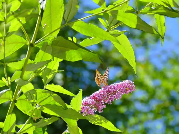 Butterfly feeding on Buddleia Buddleiaceae, buddleia, Butterflybush, Summer Lilac