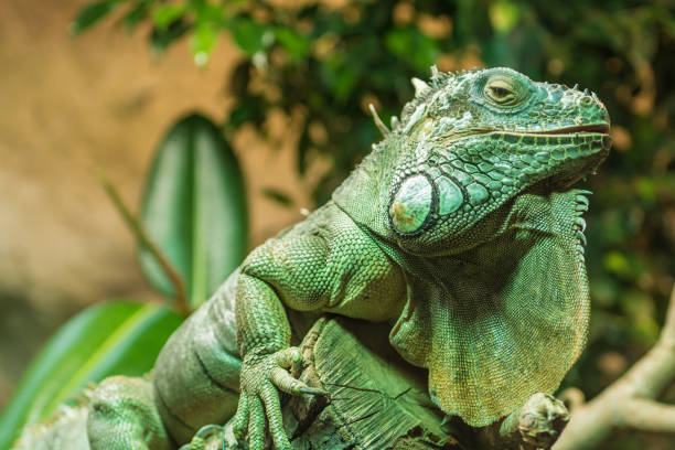 istock Green iguana on a branch 1049266294