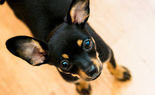 istock Puppy of a toy terrier 1049267620