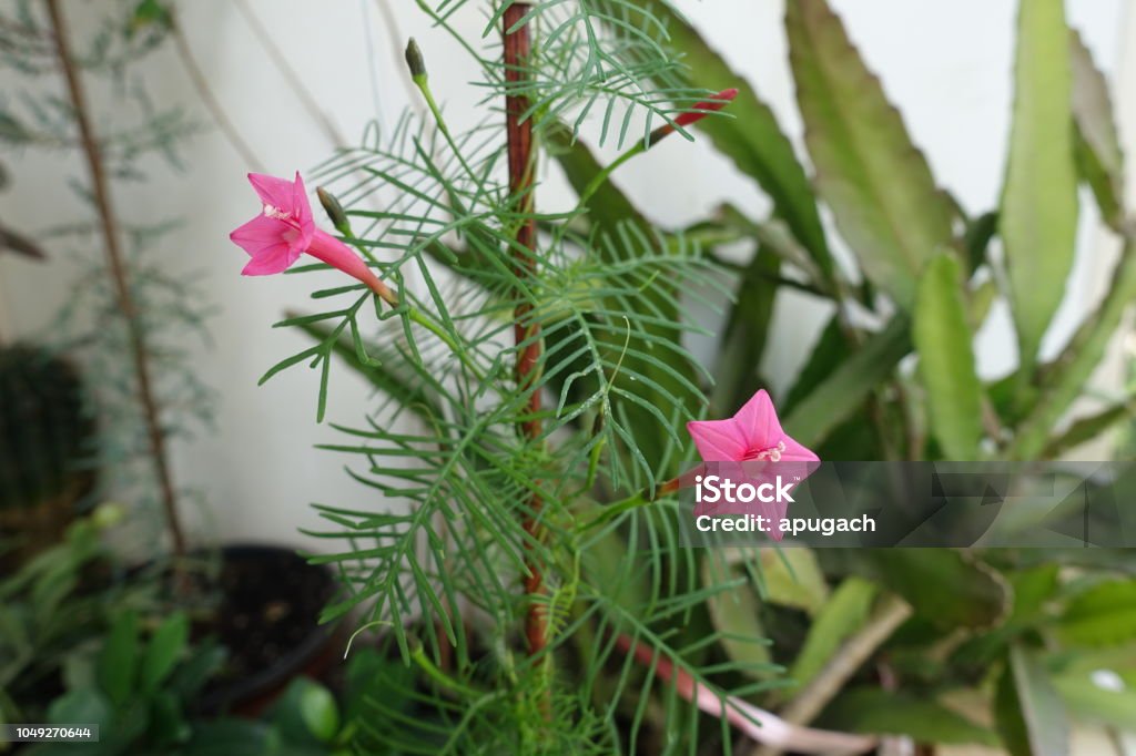 Foto de Ipomoea Quamoclit Com Estrela Vermelha Em Forma De Flores e mais  fotos de stock de Anual - Característica da planta - iStock