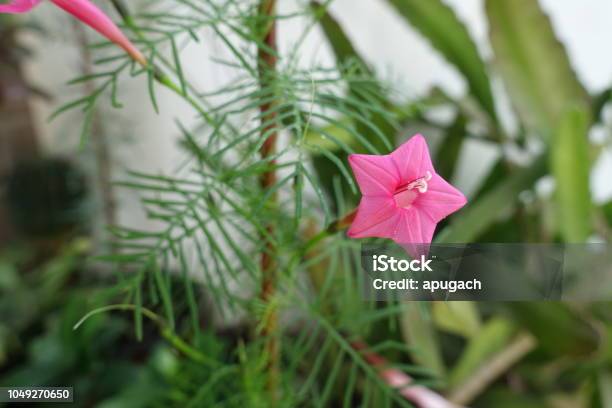Una Estrella Roja En Forma De Flor De Ipomoea Quamoclit Foto de stock y más  banco de imágenes de Ipomoea - iStock