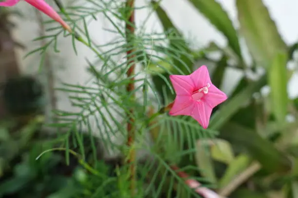 Single red star shaped flower of Ipomoea quamoclit