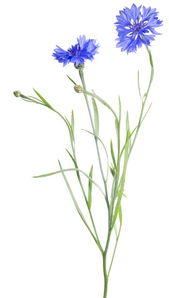 istock bright blue cornflower with two blooms on white 1049270784