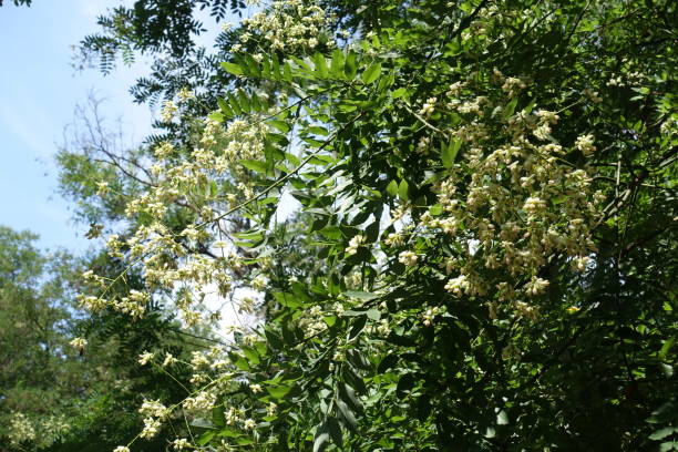 Creamy white flowers on branches of Sophora japonica Creamy white flowers on branches of Sophora japonica styphnolobium japonicum stock pictures, royalty-free photos & images