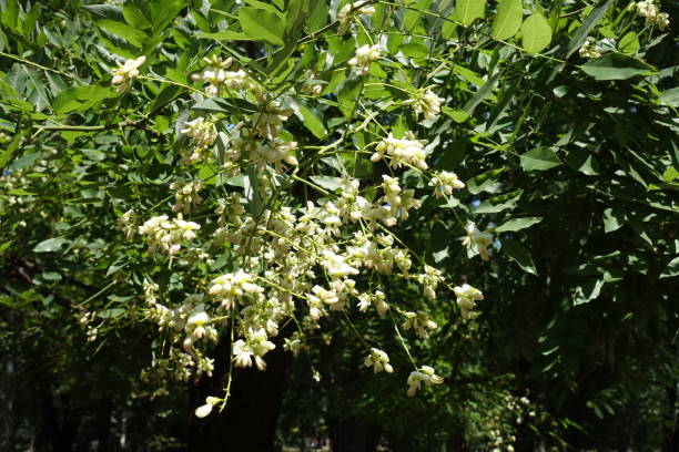 Many white flowers on branches of Sophora japonica Many white flowers on branches of Sophora japonica styphnolobium japonicum stock pictures, royalty-free photos & images