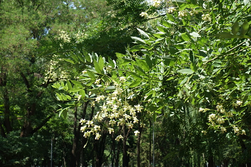 Sophora japonica branches with lots of white flowers