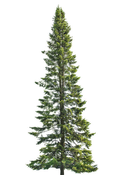 istock dark green straight fir tree on white 1049271092