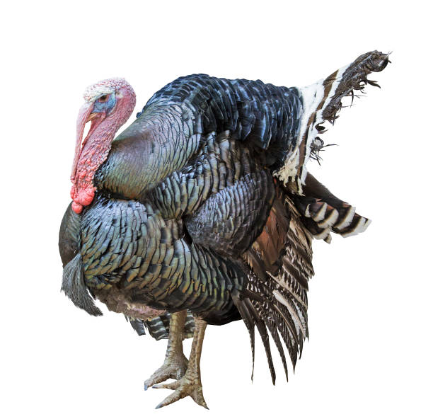 istock isolated large turkey male 1049271096