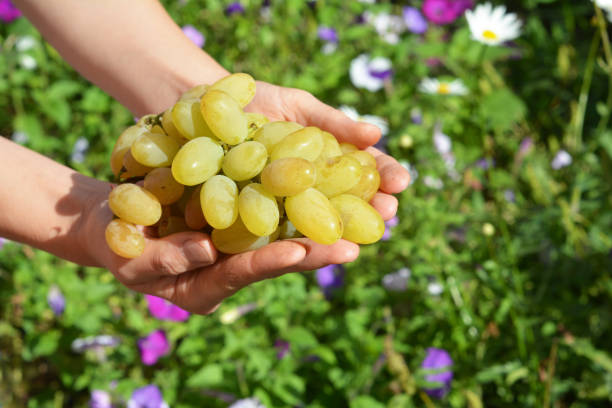 istock Farmer hands holding grapes with copy space. 1049271106