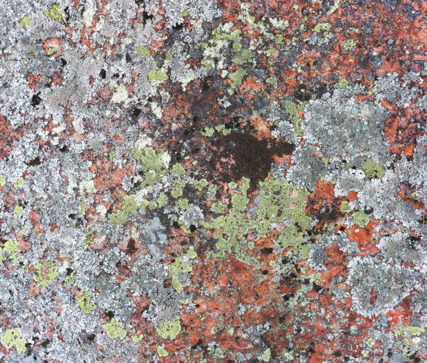 istock Granite rock covered with lichen in many colors, sizes, and forms and moss, top view. Different types of crustose and foliose lichens. Thallus, biological soil crust 1049274544