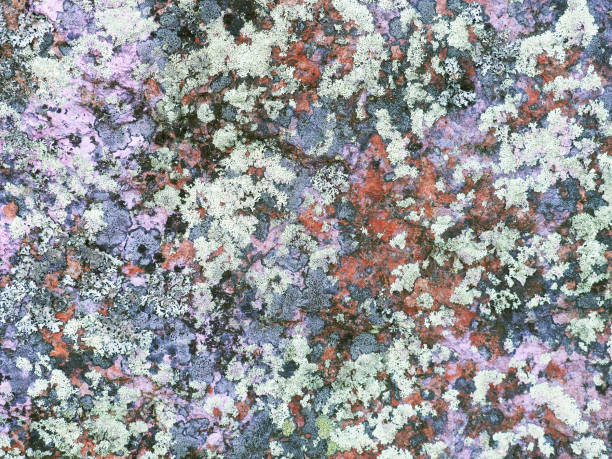 istock Granite rock covered with lichen in many colors, sizes, and forms and moss, top view. Different types of crustose and foliose lichens. Thallus, biological soil crust 1049274588
