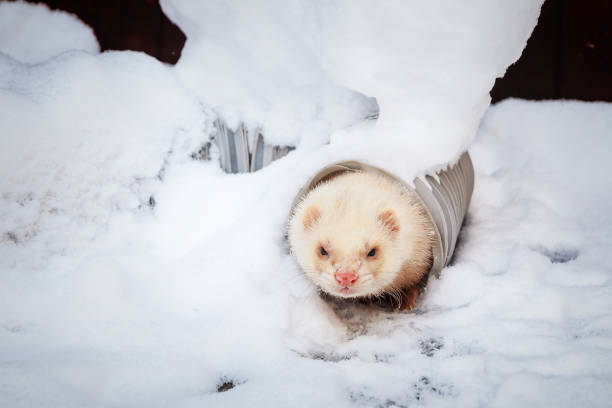 Mustela putorius furo, ferret, walking in the snow