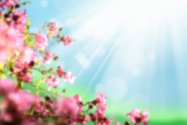 istock Defocused abstract background image of flowers 1049276840