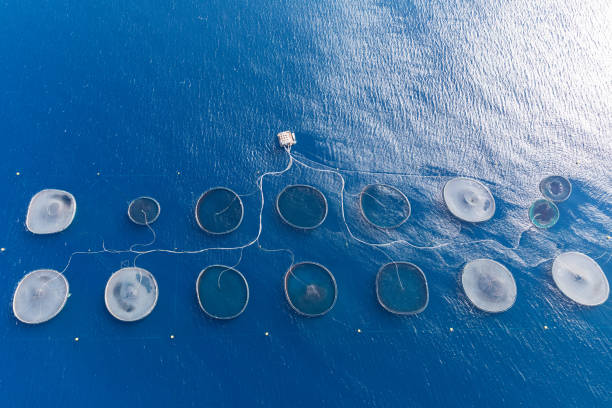 istock Aerial top view of a fish farm. 1049280564