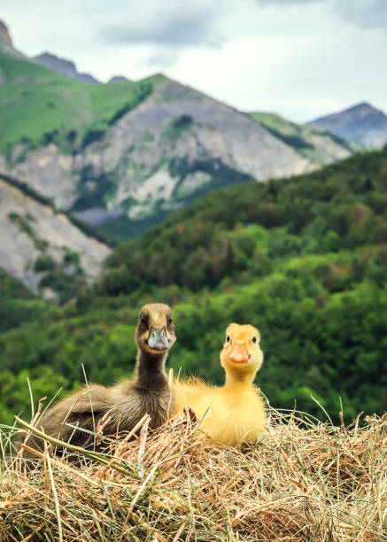 Two cute little ducks on a haystack with the mountain in the background