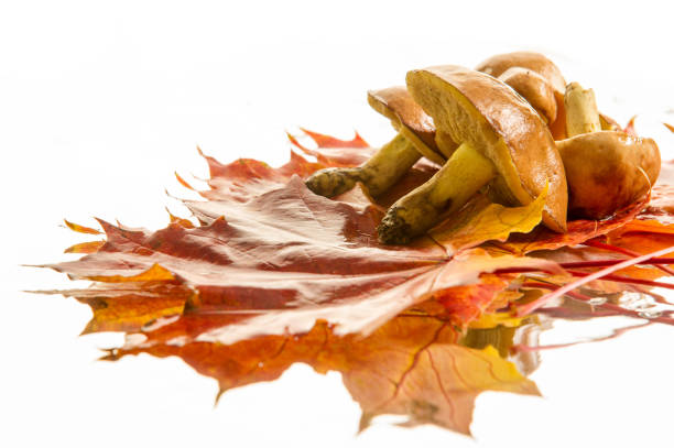 leaves autumn mushrooms. Photo taken in the studio