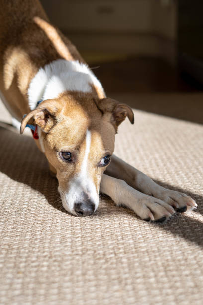 istock Dog is ready to play 1049285032