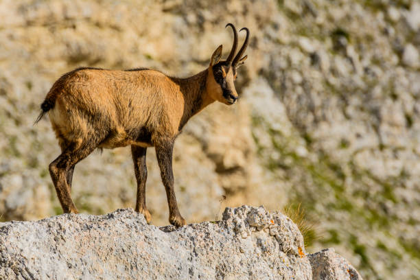 A chamois on the mountain of the National Park of Gran Sasso during a trekking in the National park of Gran Sasso, in Abruzzo, you could meet several wild animals, like these chamois chamois animal photos stock pictures, royalty-free photos & images