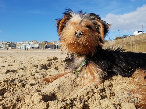 A five month old yorkie puppy at the beach in Cornwall UK