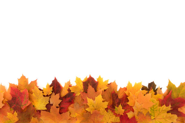 Colorful autumn maple leafs isolated on a white.