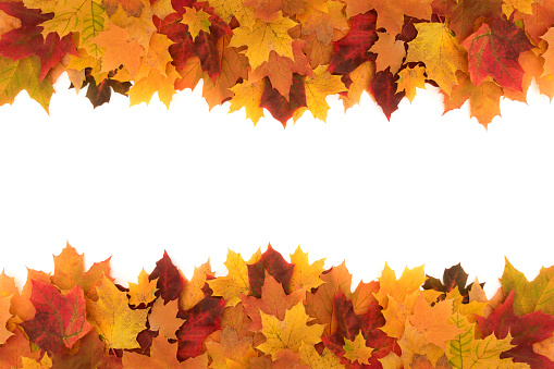 Colorful frame made of of fallen maple autumn leaves on white background.