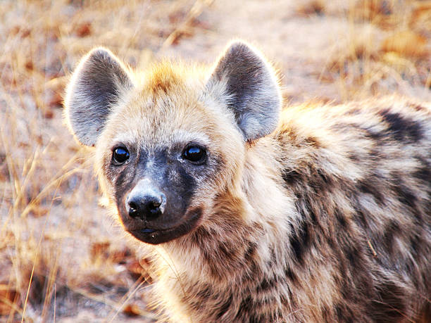 Close Up Portrait Of Hyena Pup stock photo