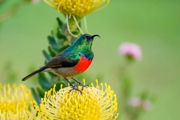 istock Double collard sunbird sitting on a yellow pincushion protea 1049292086