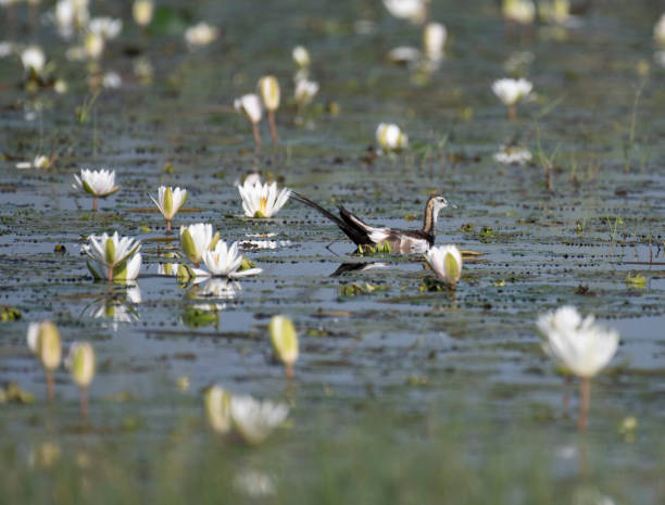 istock Pheasant tailed Jacana  with lotus flower 1049296148