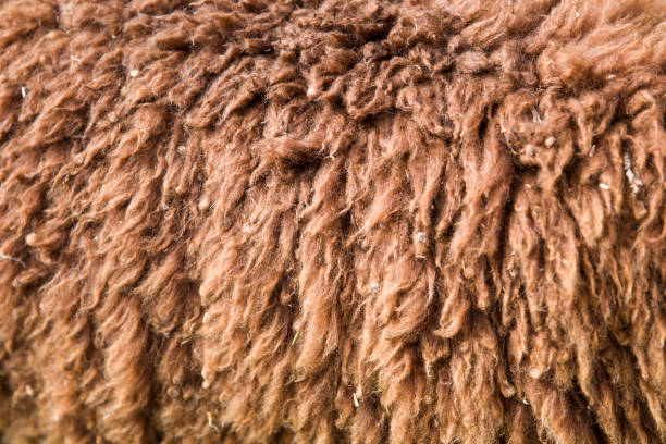 istock Closeup of alpaca wool 1049296358