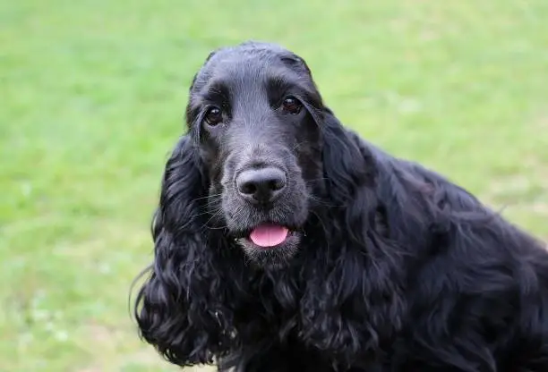 black cocker spaniel is looking into the camera in the garden
